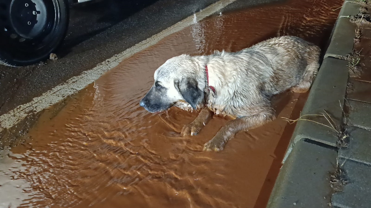 Gaziantep İslahiye'de selde sürüklenen arka bacakları kırık köpek tedaviye alındı
