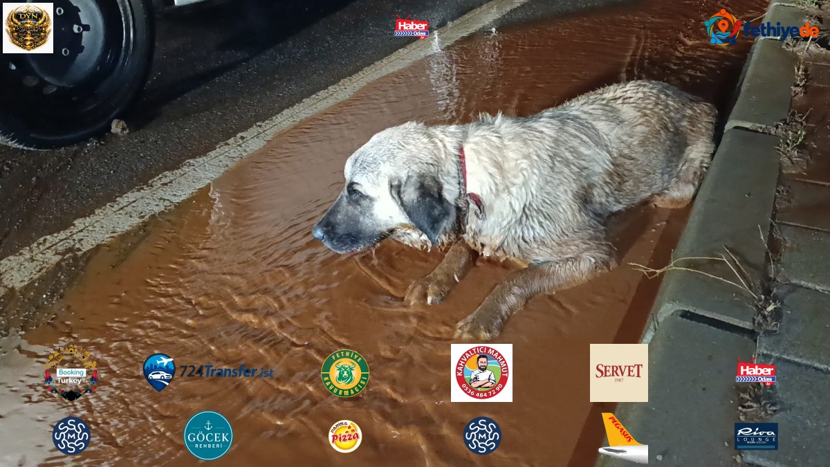 Gaziantep İslahiye'de selde sürüklenen arka bacakları kırık köpek tedaviye alındı