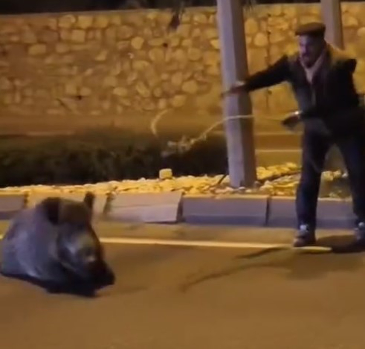 Söke'de yaralı yaban domuzunu kementle yakalayan Serkan Ay güvenli alana çekti