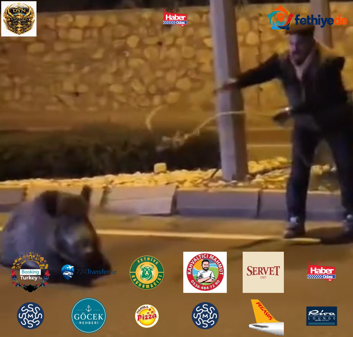 Söke'de yaralı yaban domuzunu kementle yakalayan Serkan Ay güvenli alana çekti