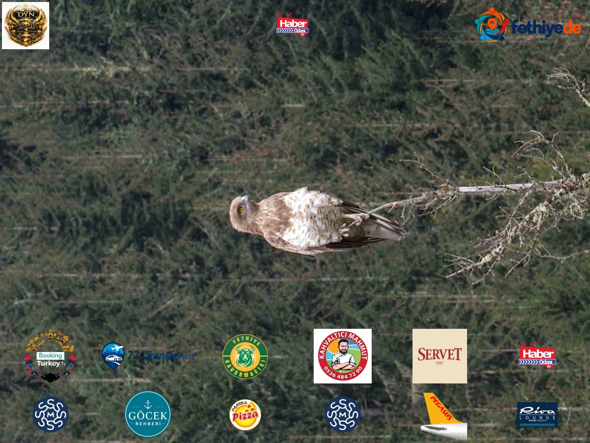 Artvin Şavşat'ta ağaç zirvesinde av arayan yılan kartalı görüntülendi