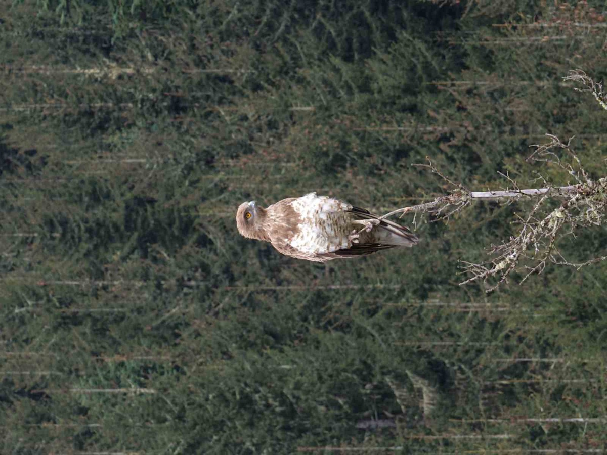 Artvin Şavşat'ta ağaç zirvesinde av arayan yılan kartalı görüntülendi