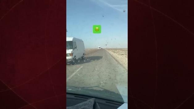 Fas'ta milyonlarca çekirge otoyolu istila etti
